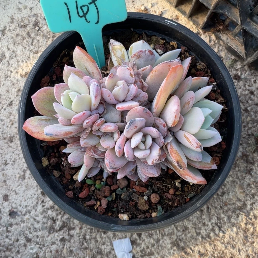 倾***城奶茶多头群生145号