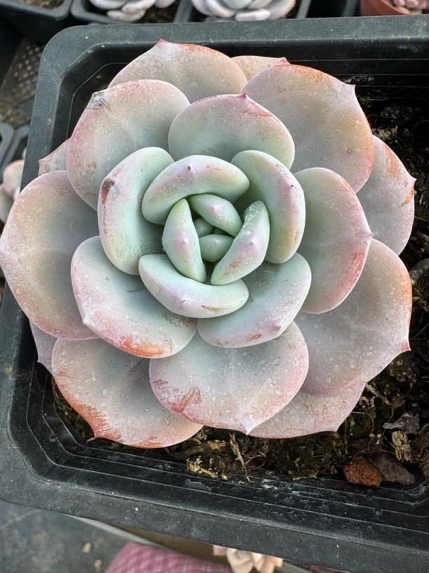 精品老桩韩版奶茶多肉一颗