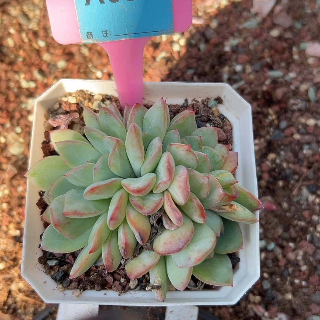 Z***)多肉植物一物一拍