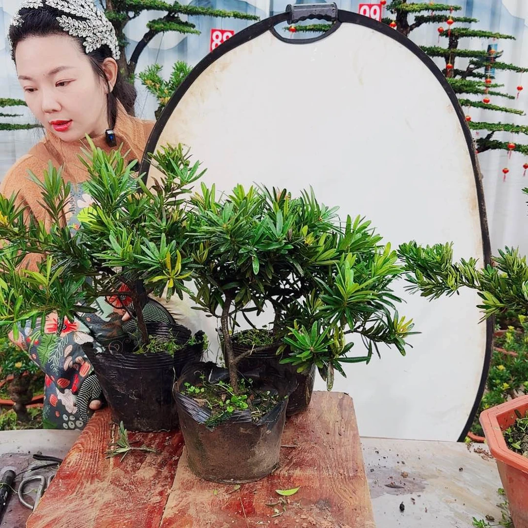 盆景罗汉松一物一拍