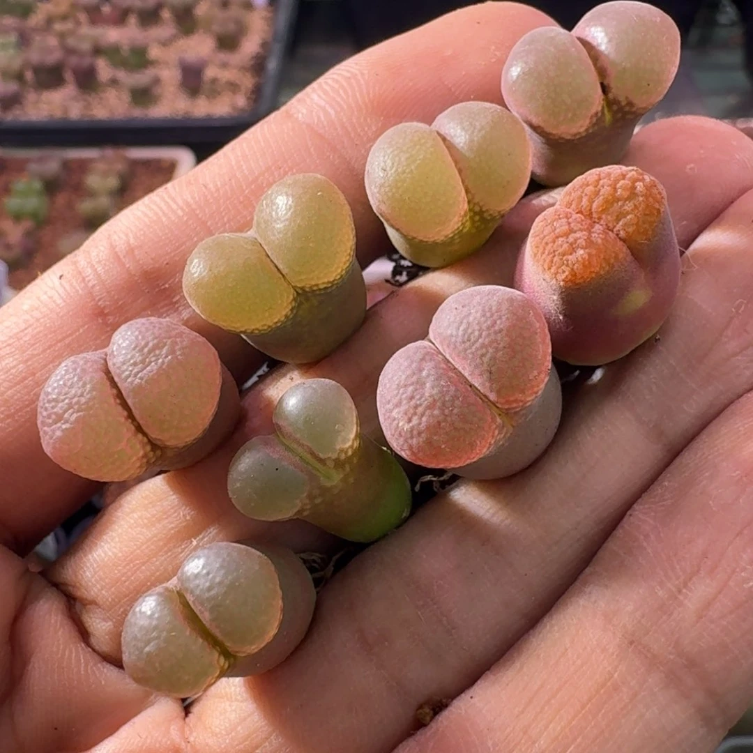 妙*佳云缦精品番杏2.15