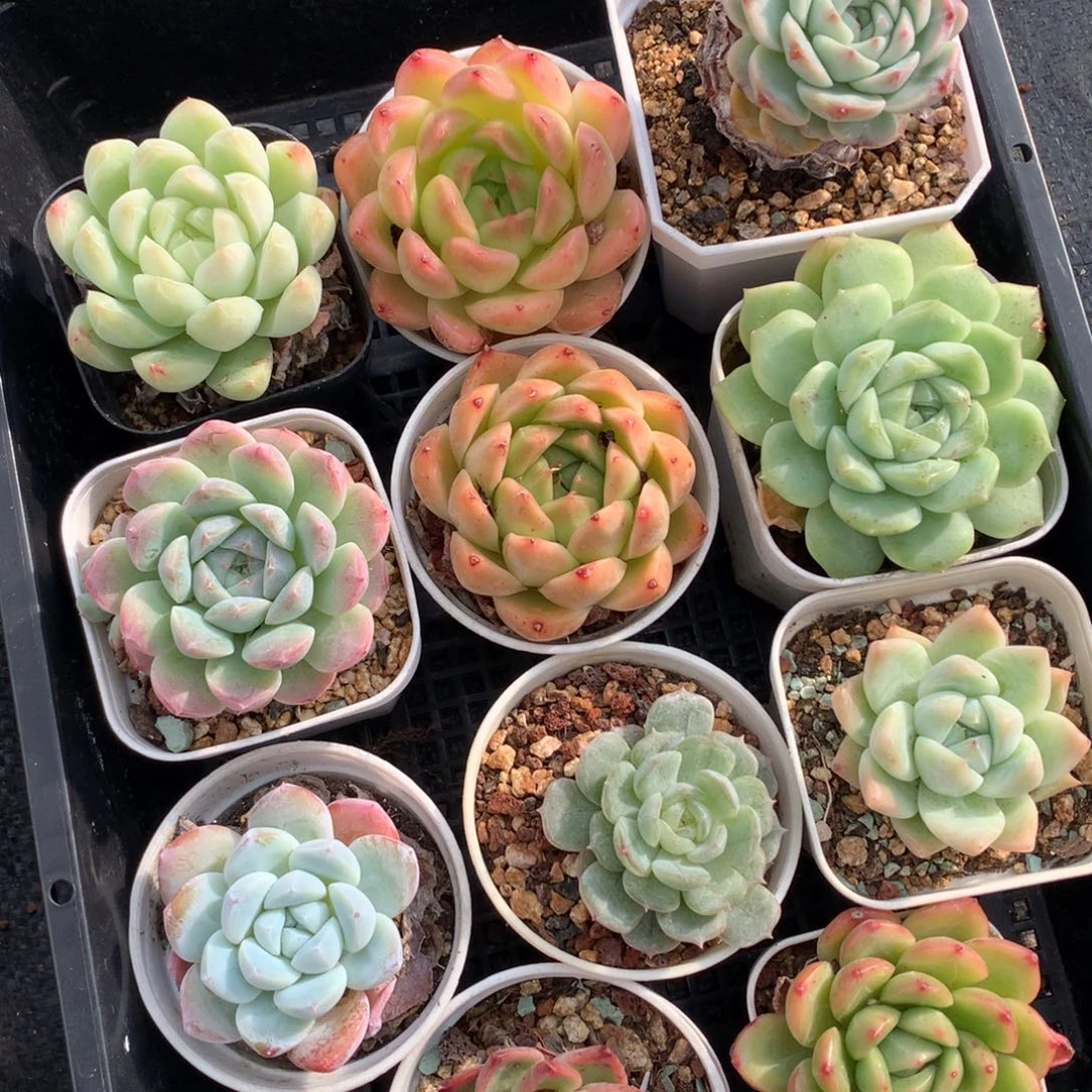1005-43 套餐一组