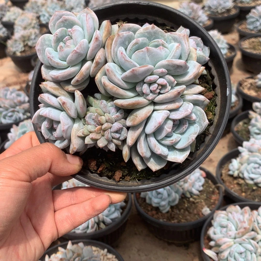 无花朵无砍花花花花花花花花31