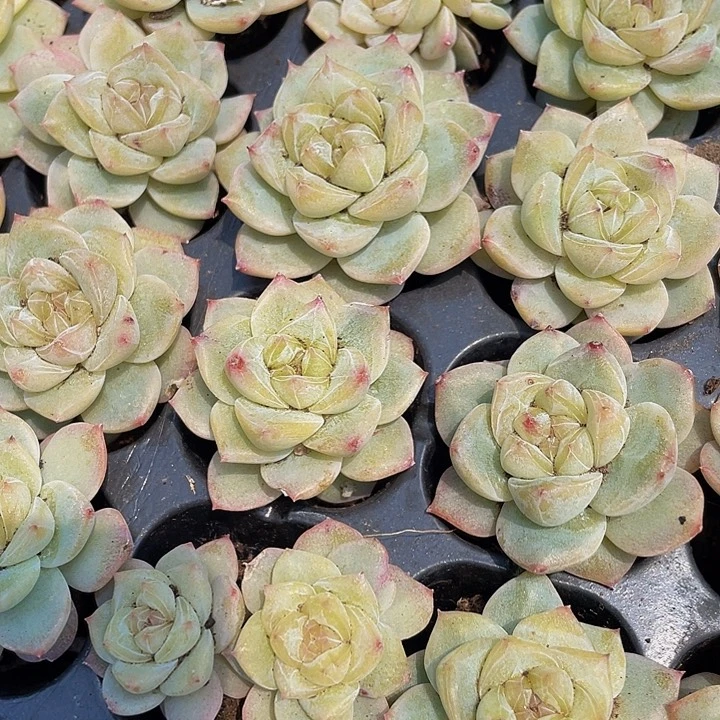 小黄阿糖1元带土发