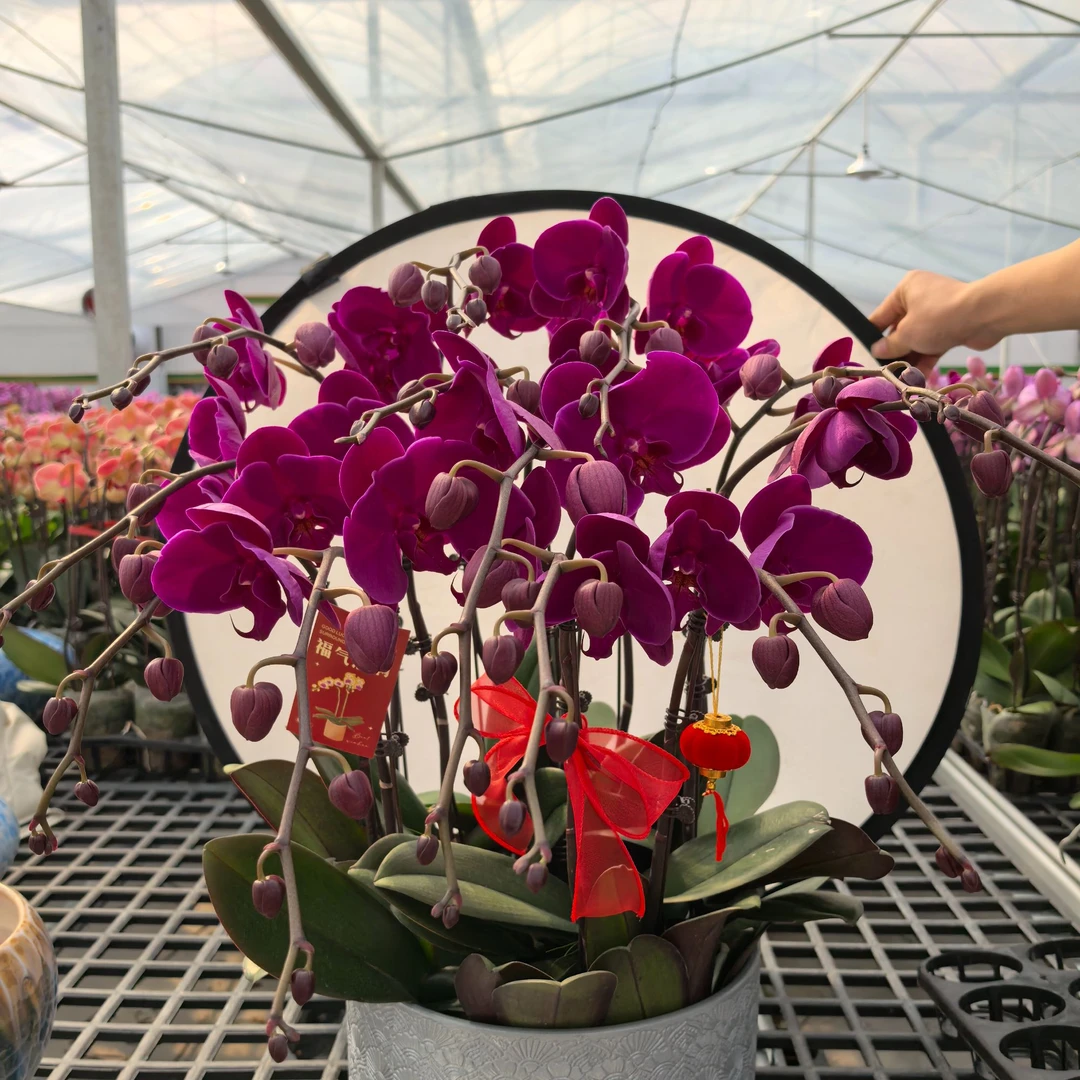 蝴蝶兰花苗盆栽带花剑客厅室内四季好养活植物花卉（红宝石）
