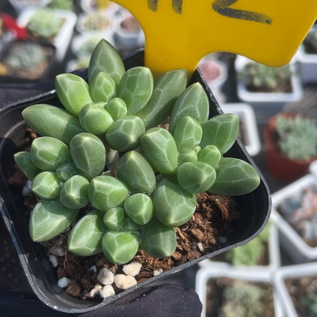 912千代田多肉植物保护