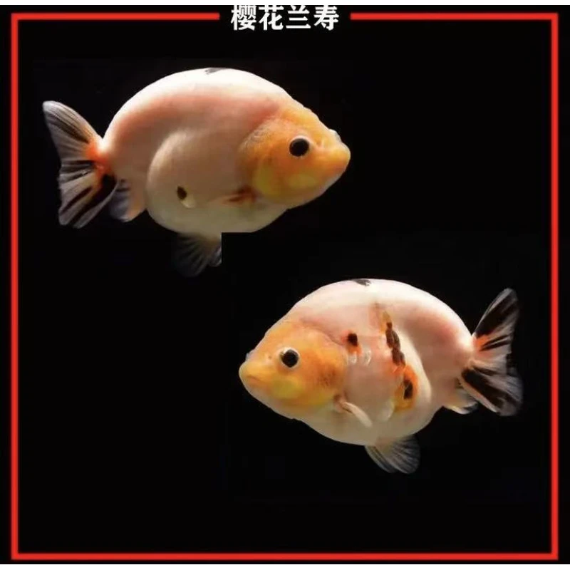 兰寿金鱼冷水观赏鱼苗活体好养耐活招财淡水鱼
