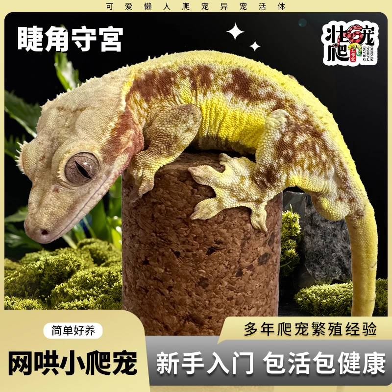 壮爬宠工作室捷角守宫蜥蜴活体守宫