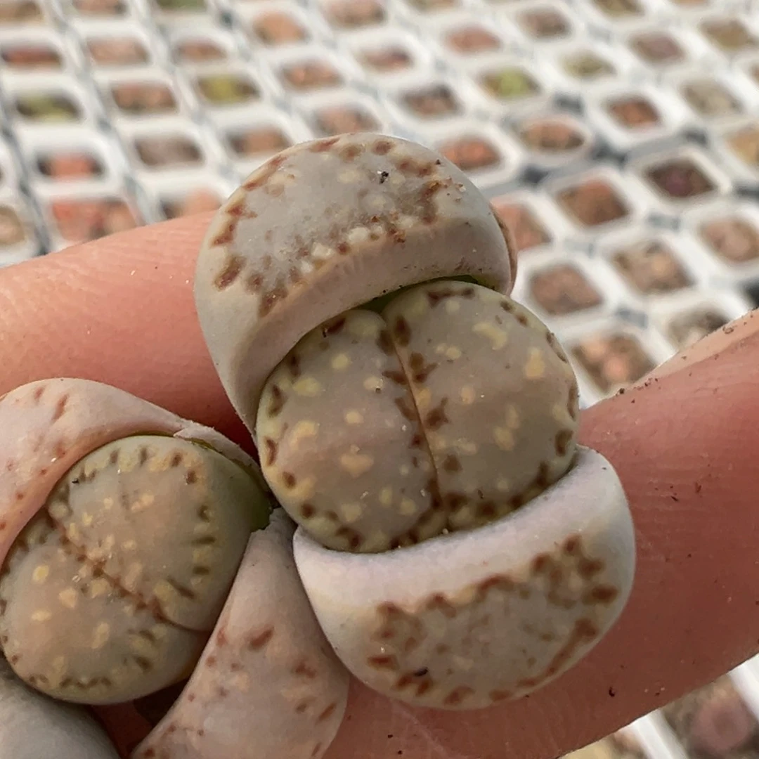 D****k63多肉植物百科知识