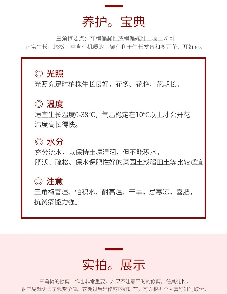 福袋三角梅小苗袋苗品种随机