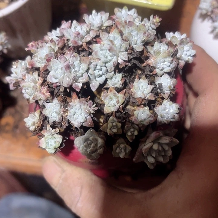 仙女杯多肉植物提取