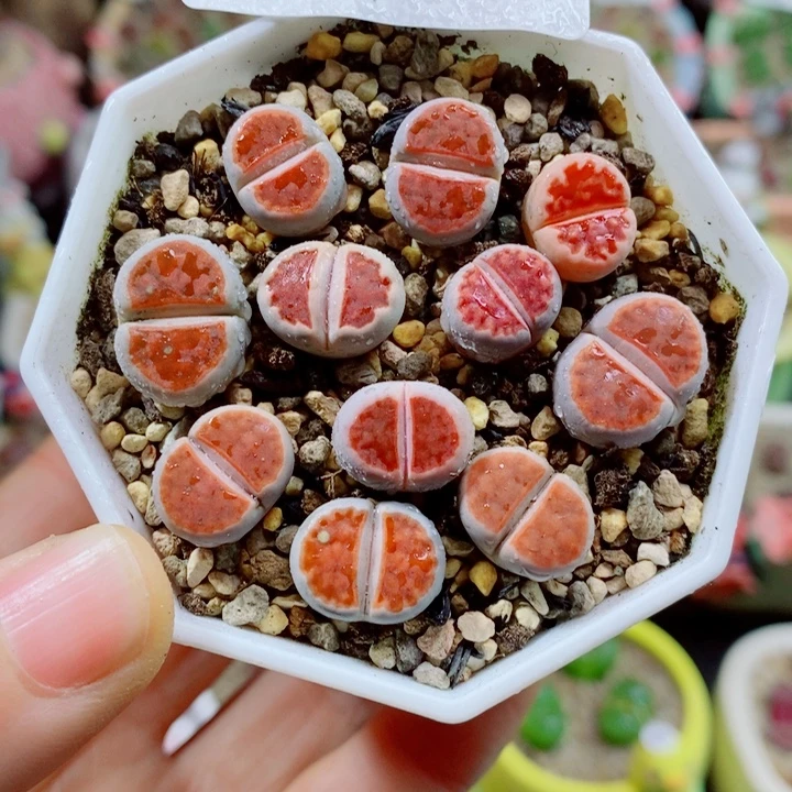 生石花花花花花花花296