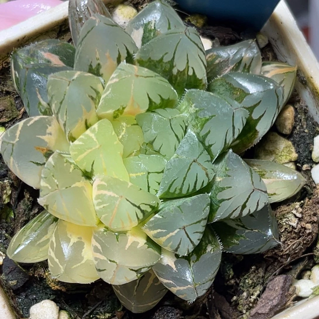 恭喜发财大吉大利720