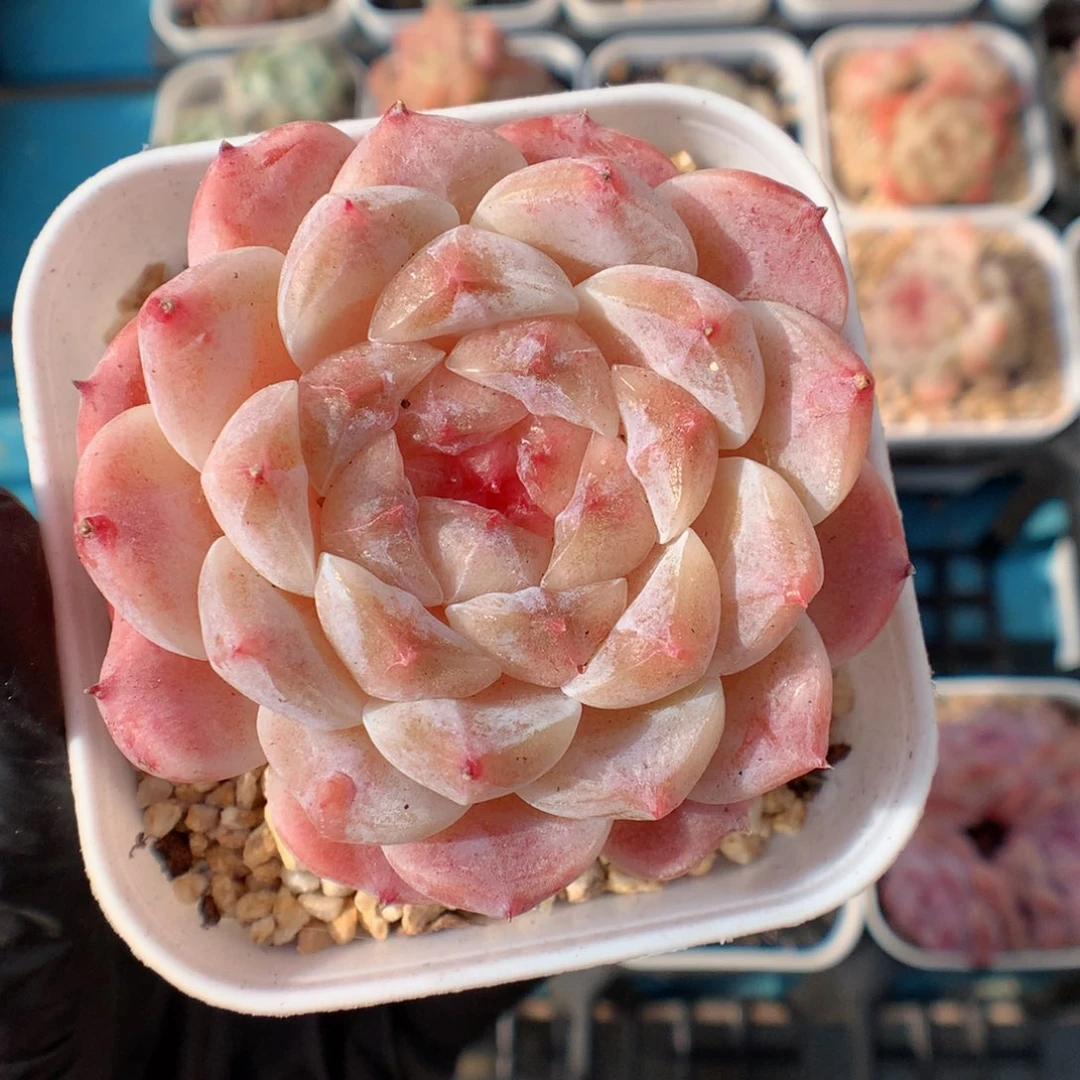 多肉植物。 冰魄17