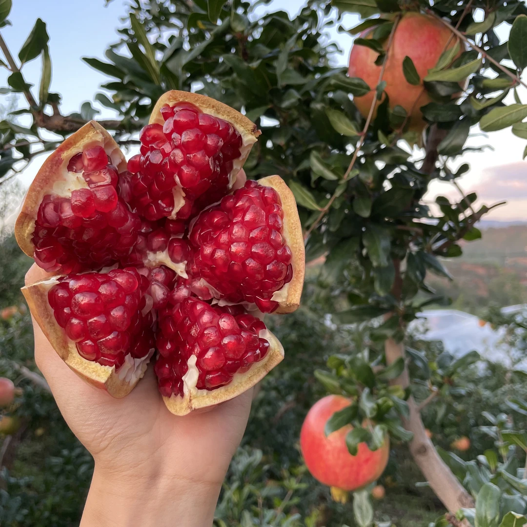 TZ四川会理突尼斯软籽石榴香甜多汁皮薄饱满新鲜现摘孕妇当季水果