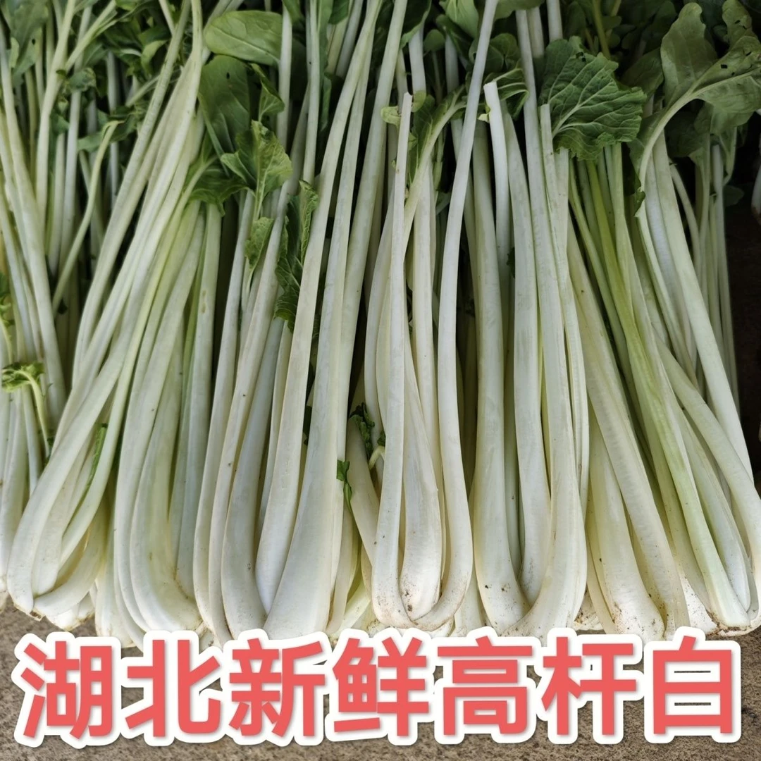 新鲜箭杆白长杆白菜蔬菜高杆白湖北孝感农家露天种高脚白自制盐菜