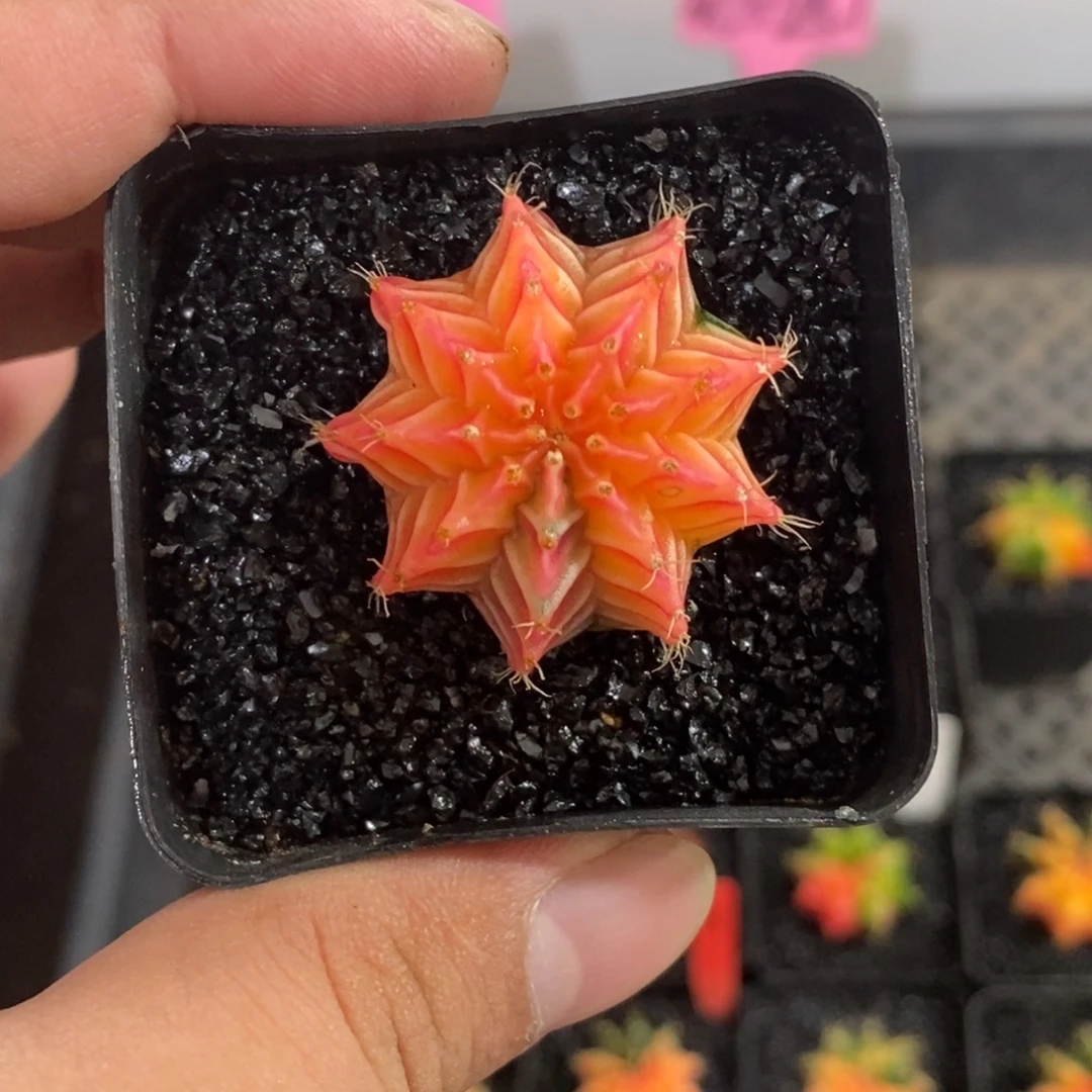 笨***猪小米哈—脱土发货—
