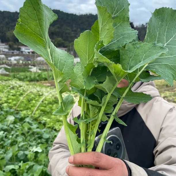 湖南露天种植油菜苔