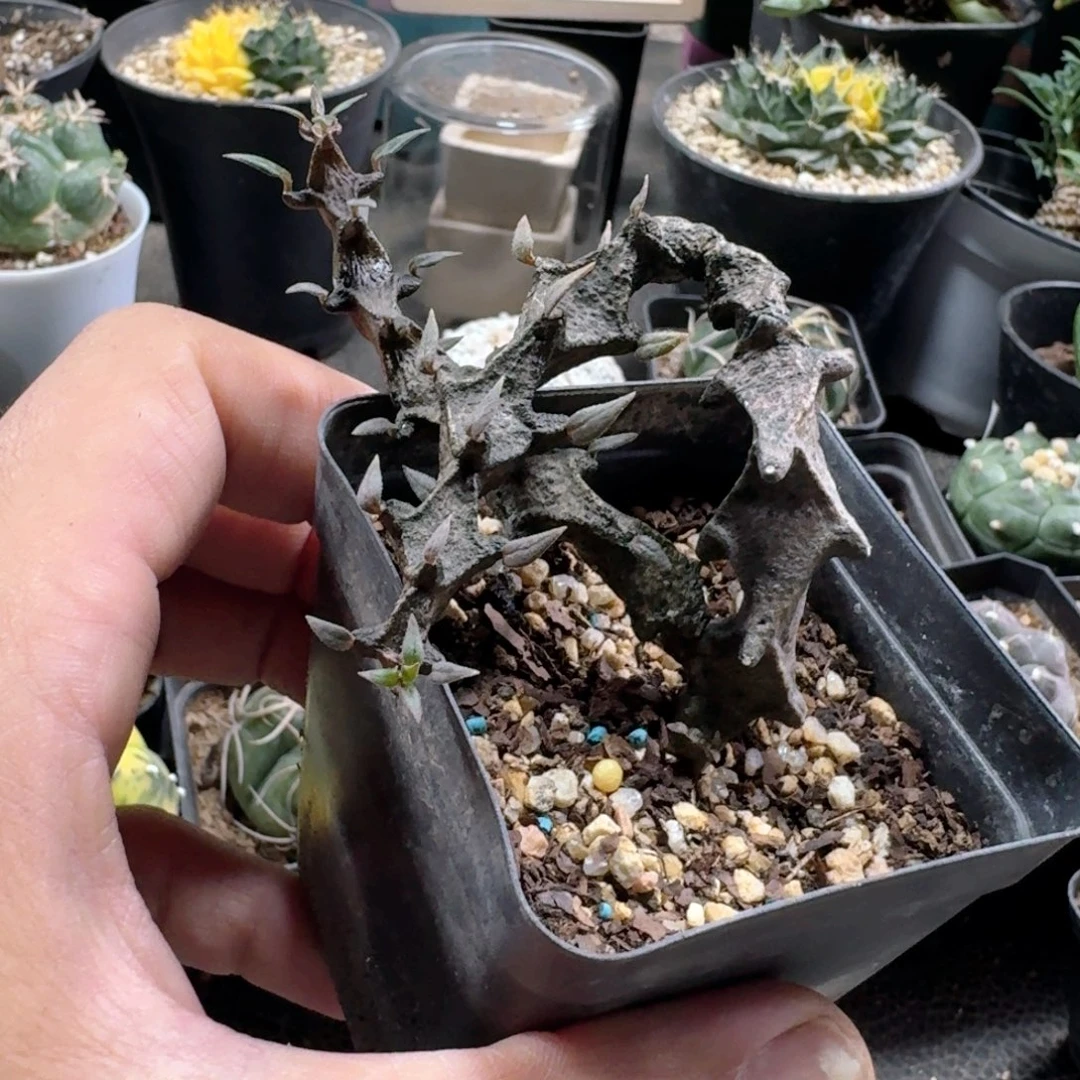 717武腊泉花脱土发货