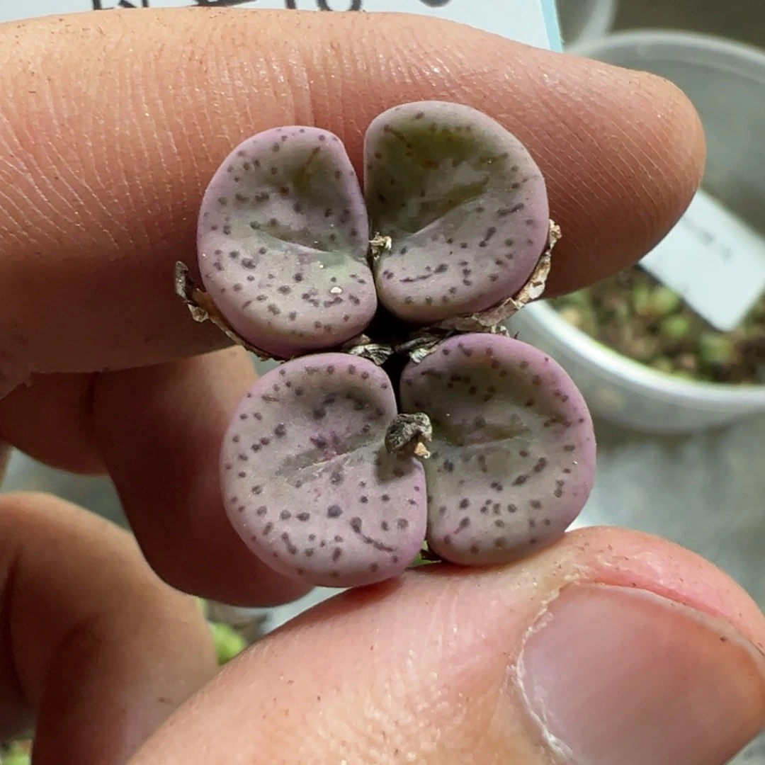 16-04肉锥多肉植物