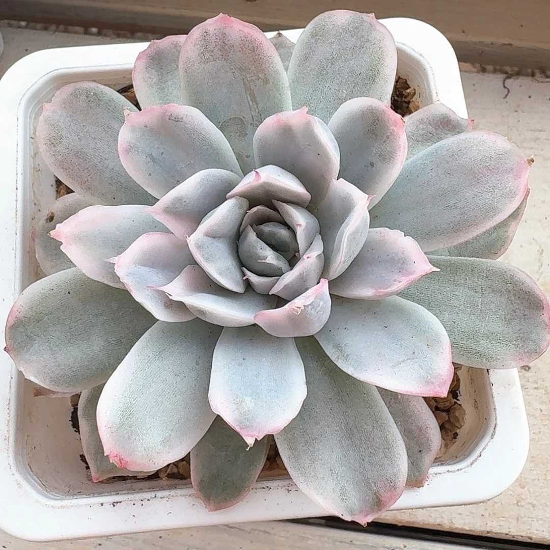 辛普森锦多肉植物