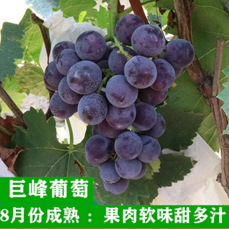 巨峰葡萄苗大苗当年结果庭院抗寒爬藤南方北方种植品种葡萄树苗