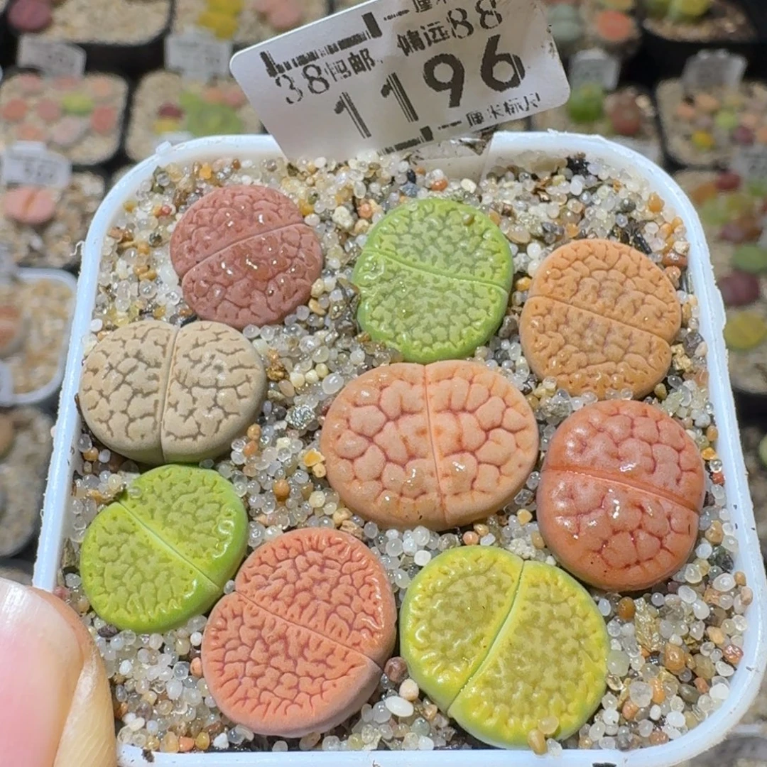 Sss精品生石花1196