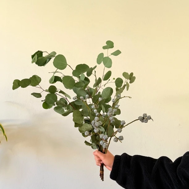 【尤加利果+圆叶子】 ins风拍照上镜鲜切花材可做干花云南基地直发