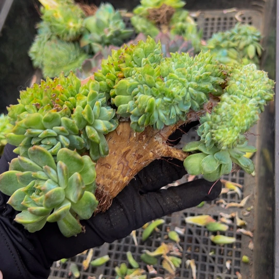 小桃花冰魄缀微瑕