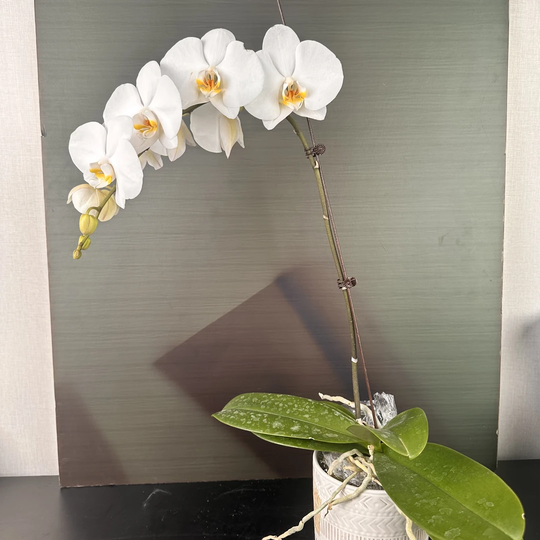 【花之漫】（剑桥）3.5寸杯双剑蝴蝶兰盆栽