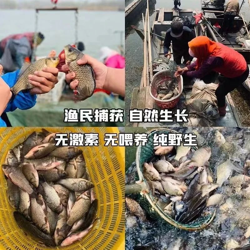 （直播间实物为准）微山湖野生鲫鱼鲤鱼鳊鱼桂鱼黄辣鱼