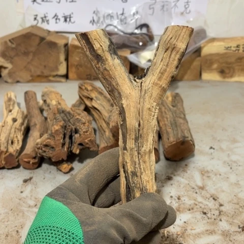 大果紫檀（缅甸花梨）长****学