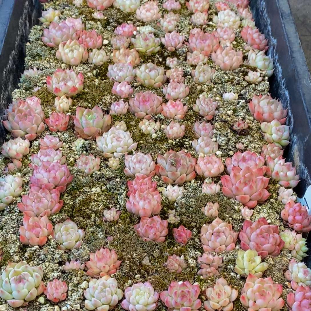 592多肉植物保护研究所所长助理