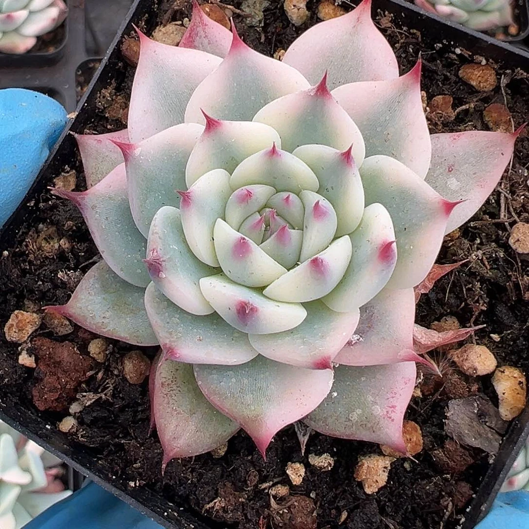 吉娃娃锦，覆轮锦