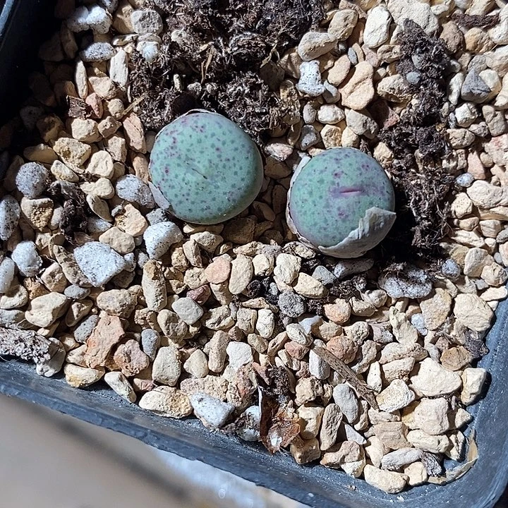 9380。 大颗单头奶油组。