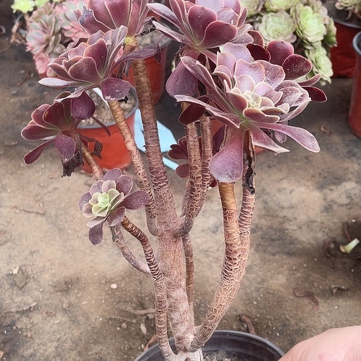 572欧嘉莉多肉植物福利