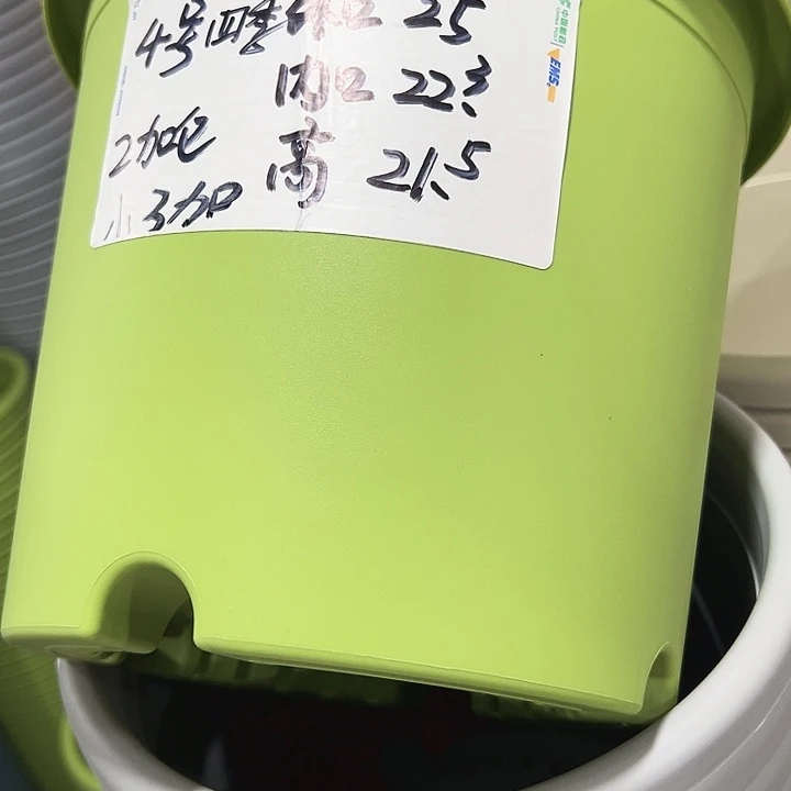 特价4号四季果绿色8个无托