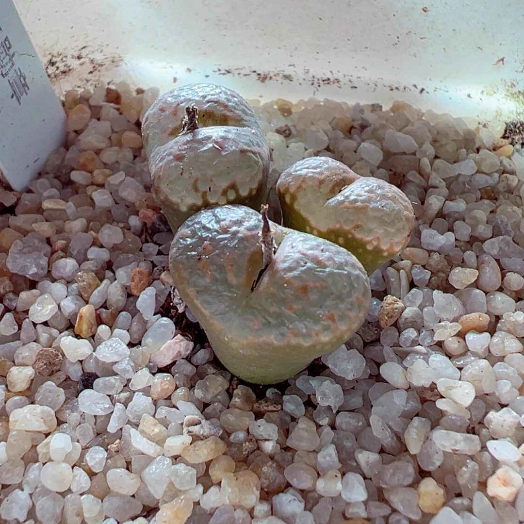 1118-365多肉多肉536勋章