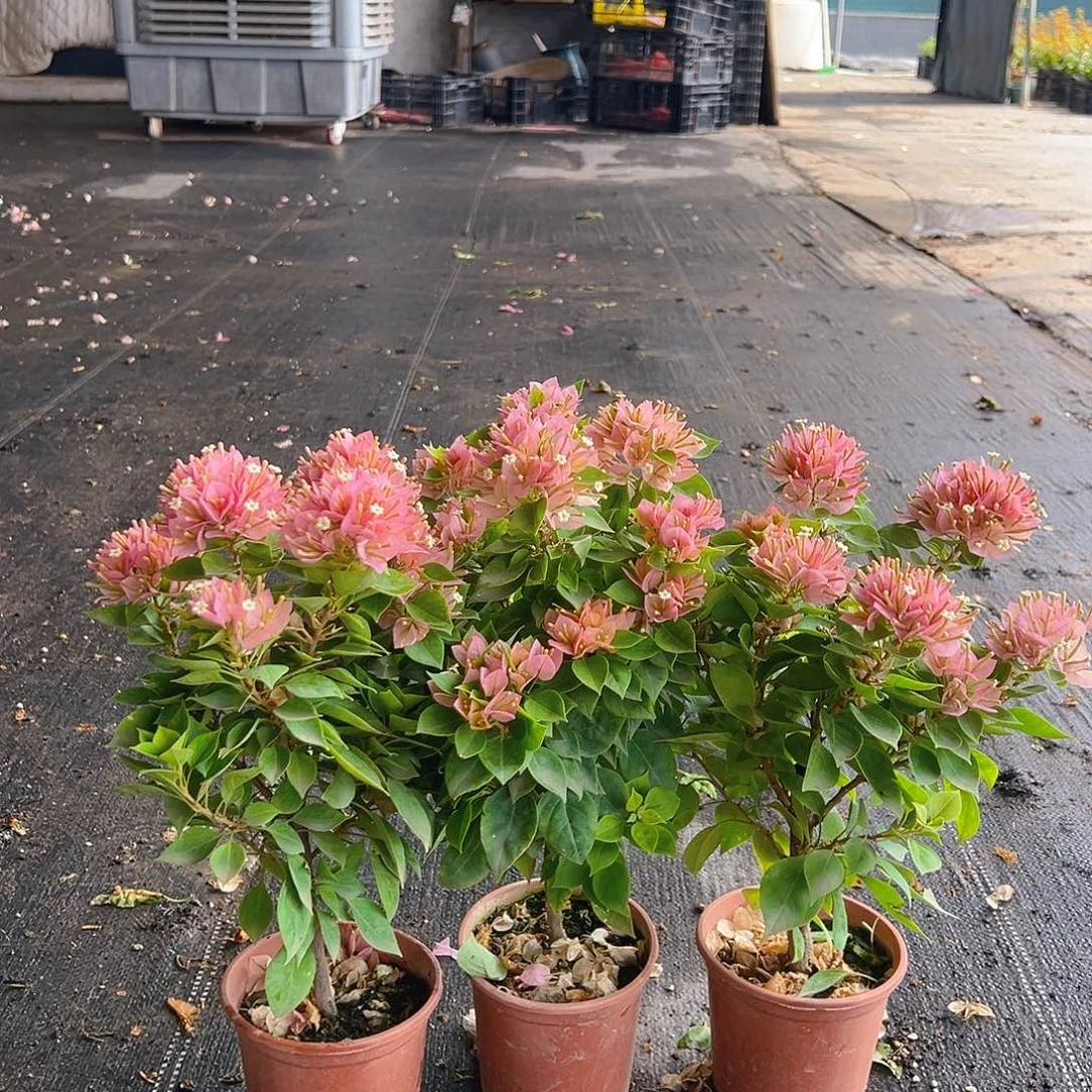 当前无花栽培后可以开花塔橙掌中宝一颗