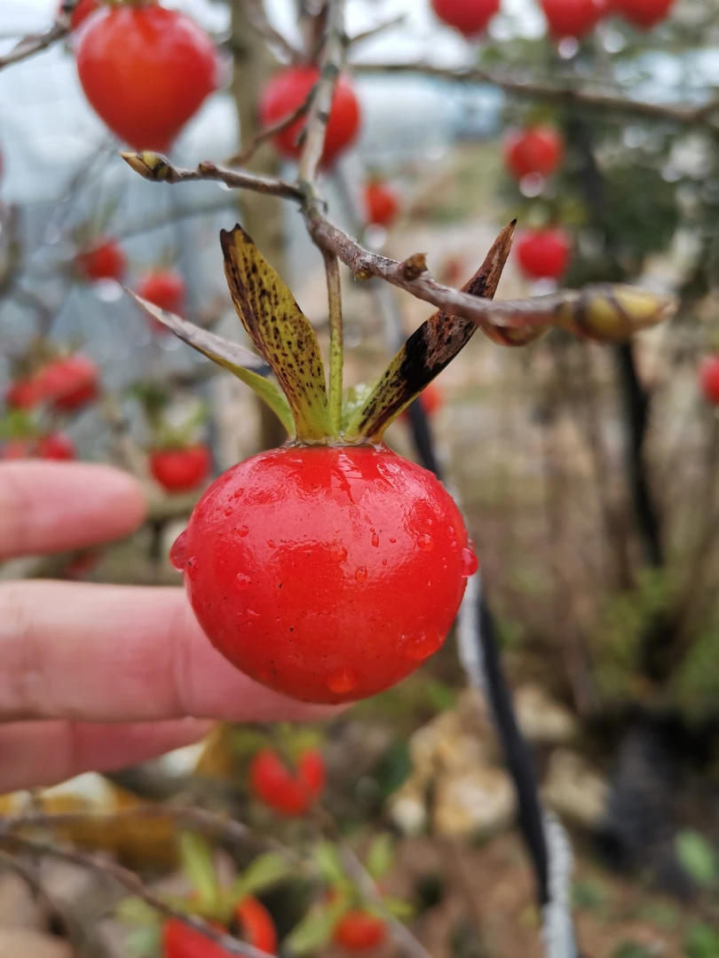 老鸦柿盆景素材直播