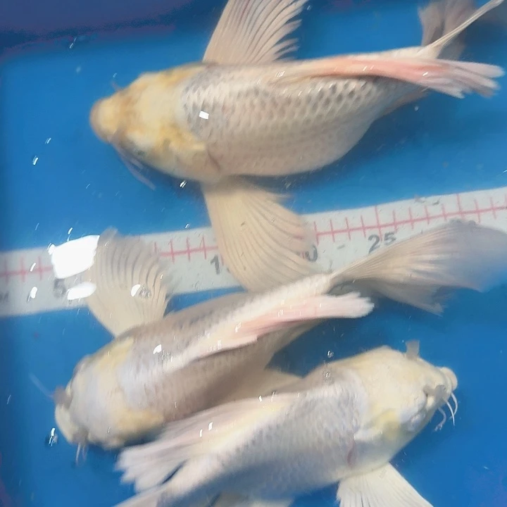 蝴蝶鲤鱼蝴蝶鲤包邮福袋