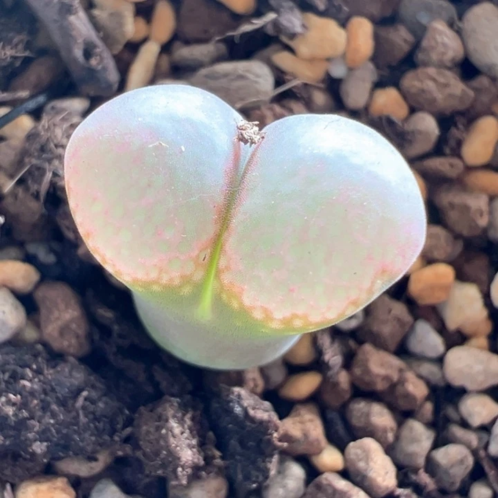 219       中秋快乐