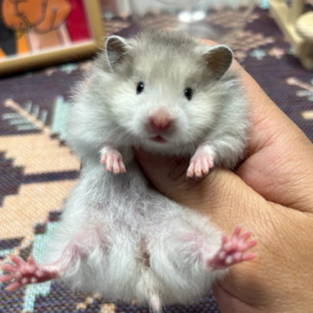 家养科养仓鼠金丝熊可爱健康长毛卷毛波利金丝熊包活包邮腾盒运输