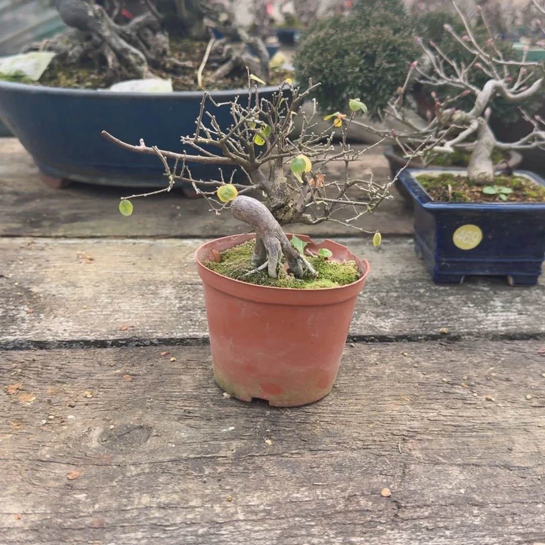 雀梅盆景盆栽实物馨**缘