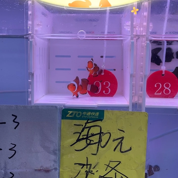 海水鱼精品小丑一对