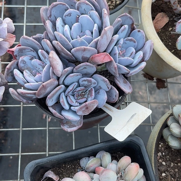 云***6两单包邮，一物一拍1