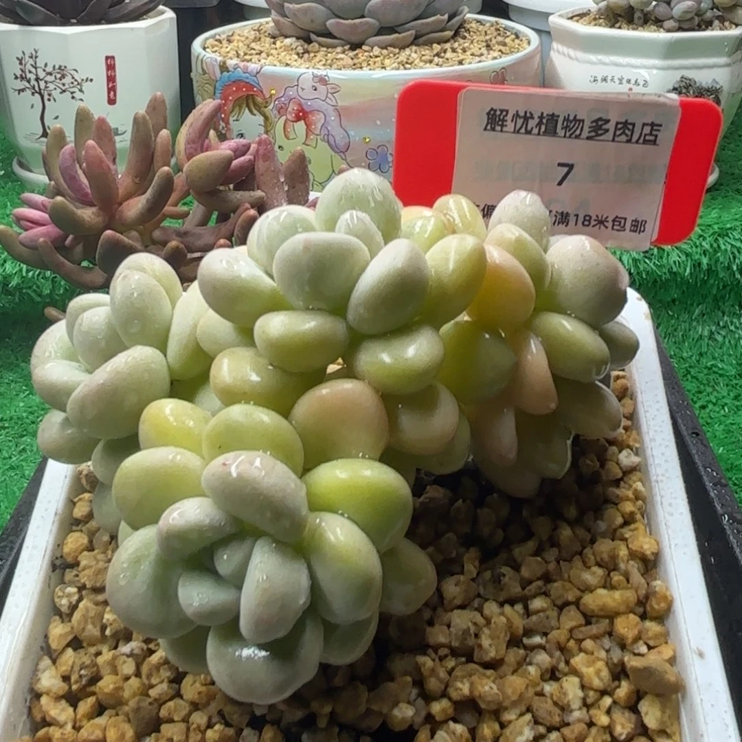 解忧多肉植物编号7