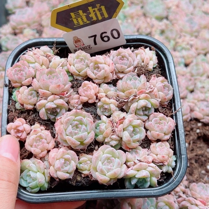 多肉植物多肉植物