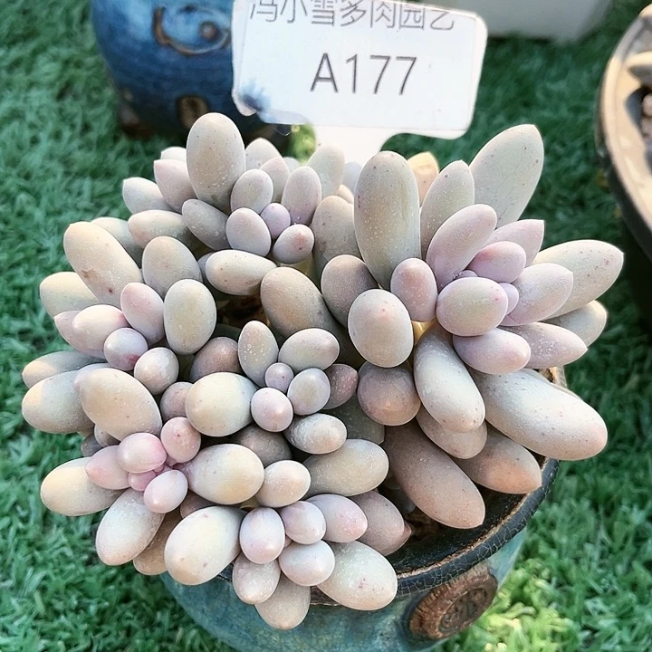 我是第一百个为妖刀应援滴