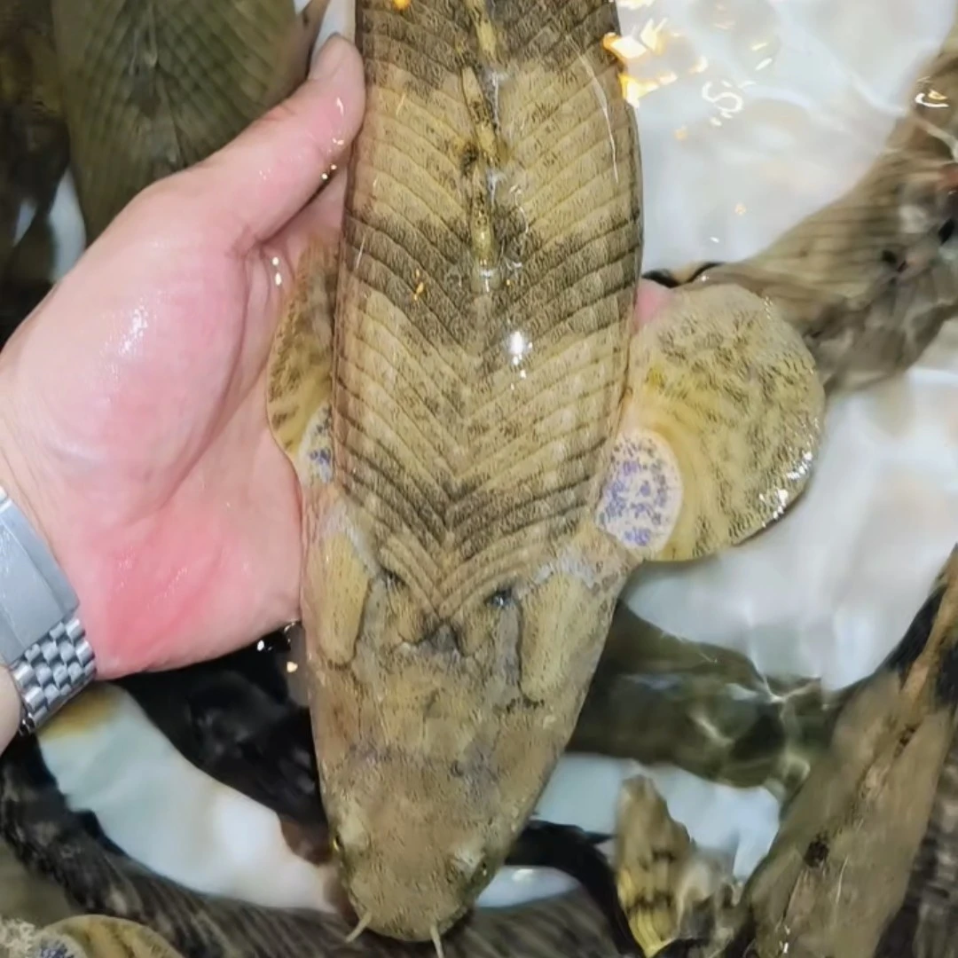虎纹恐龙王观赏鱼 36-40-45-50厘米，大小不一价格不等